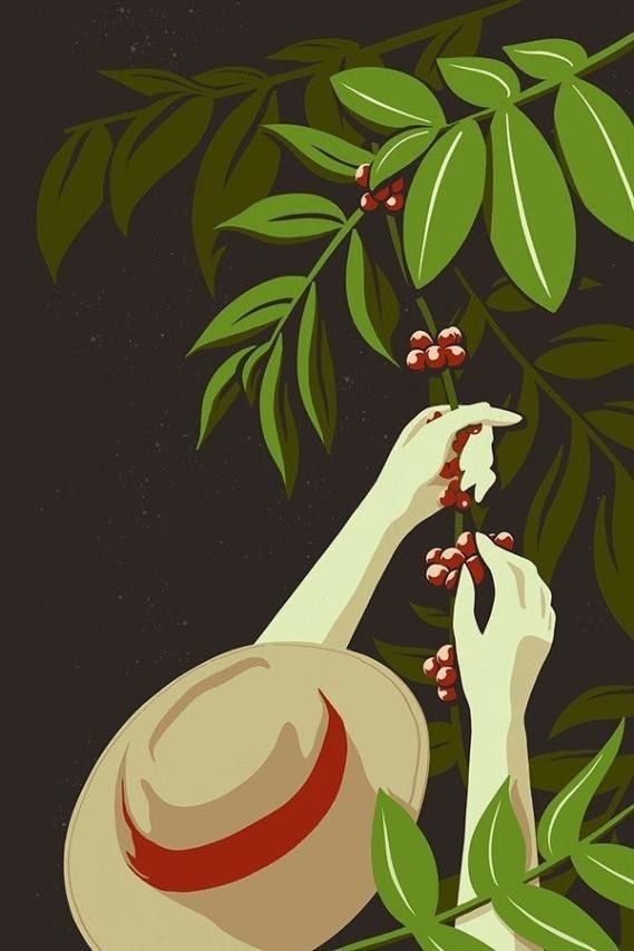 Flor De Cafe Ilustracion