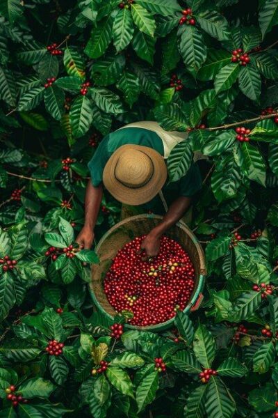 The Impact of Rising Coffee Prices on Jamaican Blue Mountain Coffee - Island Coffee Traders