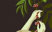 Flor De Cafe Ilustracion