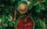 The Impact of Rising Coffee Prices on Jamaican Blue Mountain Coffee - Island Coffee Traders