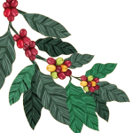 vecteezy_coffee-plant-cartel_6618147-removebg-preview3 vecteezy_coffee-plant-cartel_6618147-removebg-preview3