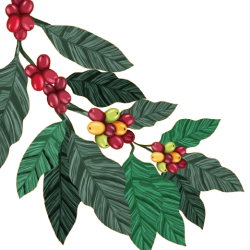 vecteezy_coffee-plant-cartel_6618147-removebg-preview3 vecteezy_coffee-plant-cartel_6618147-removebg-preview3