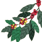 vecteezy_coffee-plant-cartel_6618147-removebg-preview5 vecteezy_coffee-plant-cartel_6618147-removebg-preview5