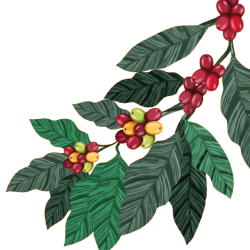 vecteezy_coffee-plant-cartel_6618147-removebg-preview5 vecteezy_coffee-plant-cartel_6618147-removebg-preview5